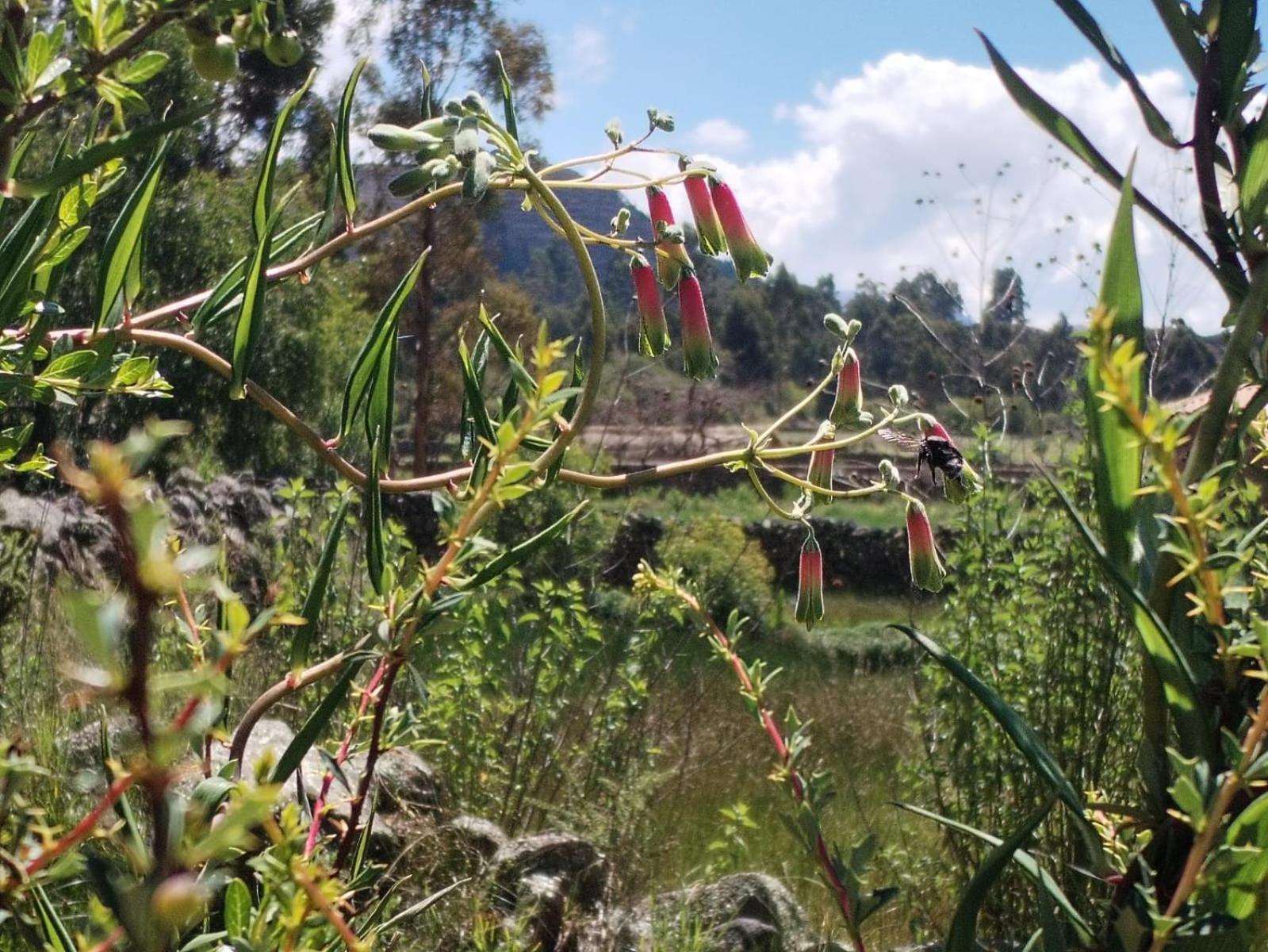 Casa Amaru Raqchi